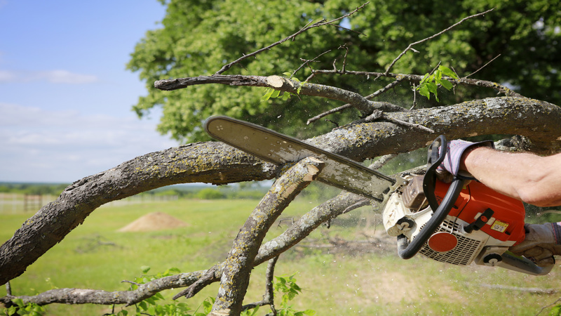 Problems and Proper Care for Codominant Tree Leaders in Santa Rosa, CA