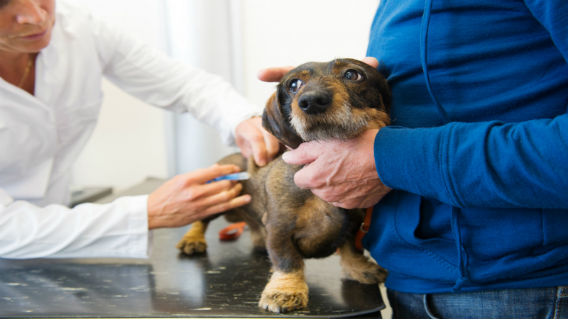 How an Animal Hospital in Frederick Provides Complete Care