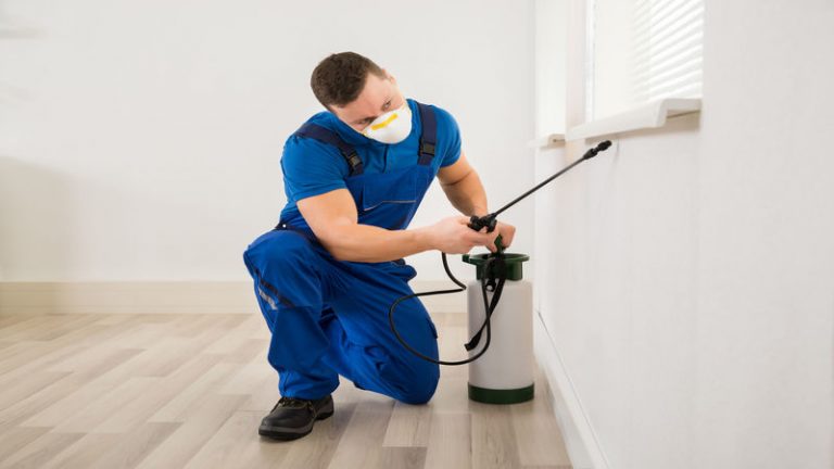 Tips For Comparing Non Toxic Pest Control Services Near Me