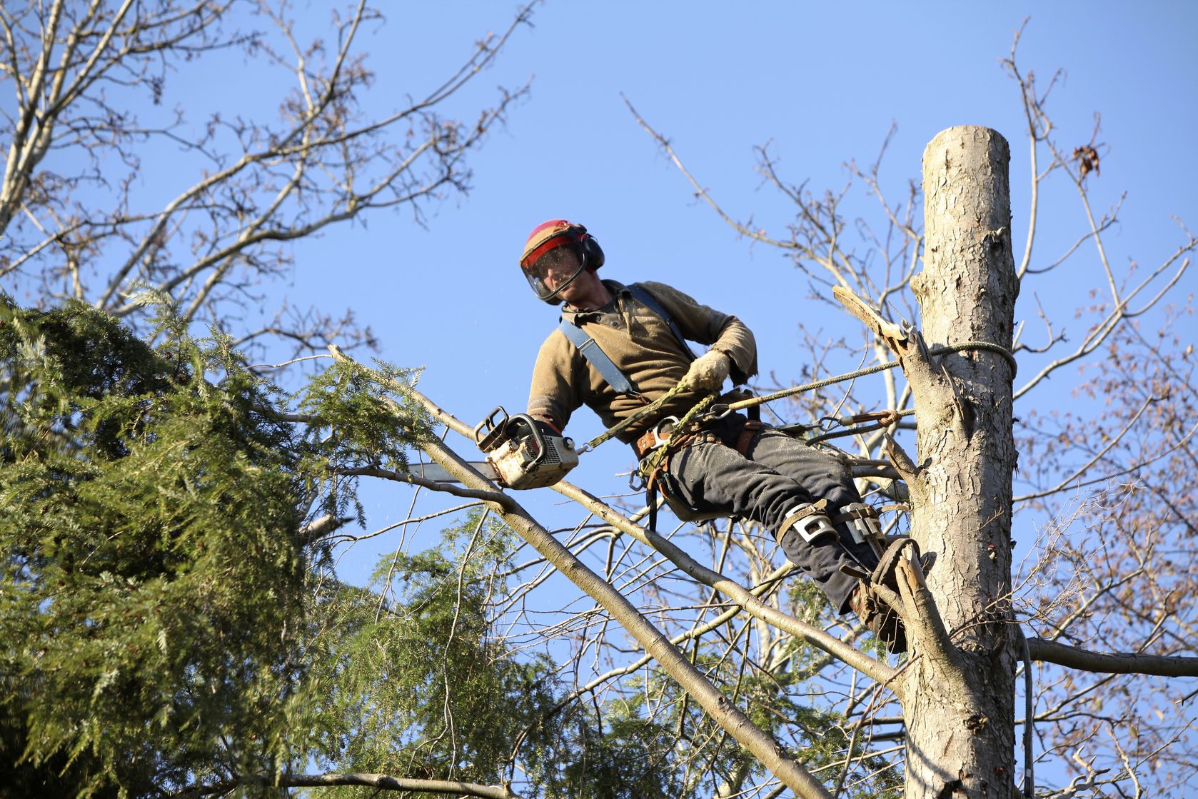 What To Expect From Residential Tree Maintenance In Monterey CA